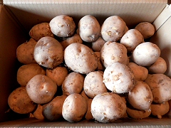 中西さんの自然栽培北あかり大地のりんごLMサイズ10kg前後