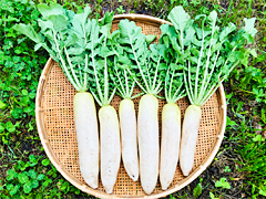 【特売】自然栽培葉付きミニ大根2.5㎏前後