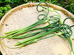 北海道在来種紫にんにくの芽100g