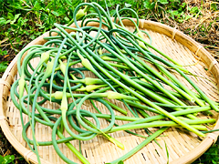 北海道在来種紫にんにくの芽300g