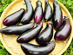 【お徳用】自家採種・自然栽培なすび1kg前後