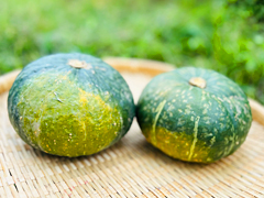 自然栽培坊ちゃんかぼちゃ1.5kg