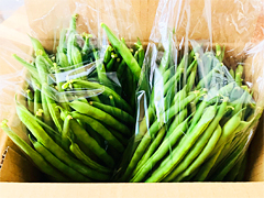 自然栽培さやいんげん1.5kg（北海道・東北・関東送料無料）
