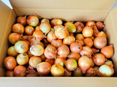 自家採種・有機質農法「北見黄玉ねぎ」Sサイズ10kg