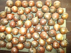 自家採種・有機質農法「北見黄玉ねぎ」Sサイズ5kg