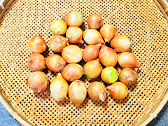 【特売】自家採種・有機質農法「北見黄玉ねぎ」2Sサイズ1kg