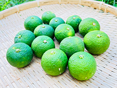 自然栽培すだち500g