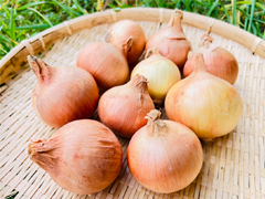 自然栽培オホーツク玉ねぎ1kg