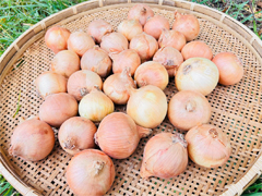 自然栽培オホーツク玉ねぎ3kg