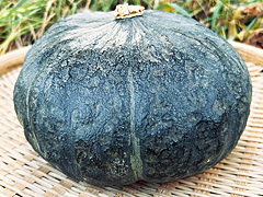 自然栽培えびすかぼちゃLMサイズ
