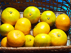 冨田さんの温州みかん1kg