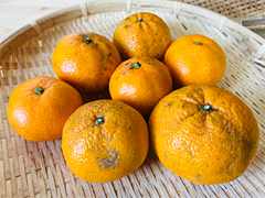 冨田さんの自然栽培みかん1kg