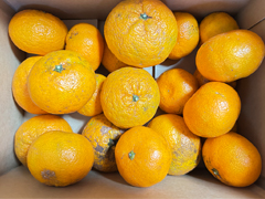 【送料無料】冨田さんの自然栽培みかん3kg