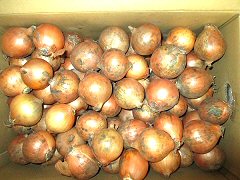 自然栽培哲さんの縄文玉ねぎMSサイズ10kg