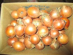 自然栽培哲さんの縄文玉ねぎMSサイズ5kg