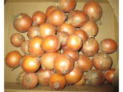 自然栽培哲さんの縄文玉ねぎMSサイズ3kg