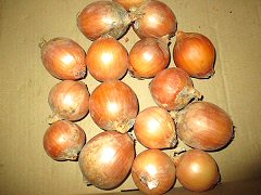 自然栽培哲さんの縄文玉ねぎMSサイズ1kg