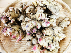 自然栽培新生姜1kg