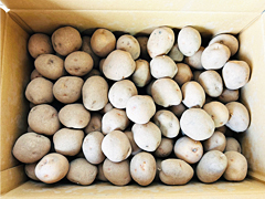 自然栽培出島じゃがいも10kg