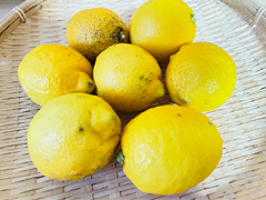 自然栽培レモン1kg
