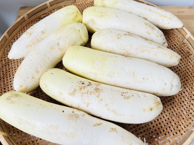 【25%OFF】訳あり自然栽培なつかし大根2S～M混みサイズ5kgセット