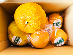 【送料無料】旬の柑橘4種食べ比べセット1.9kg前後