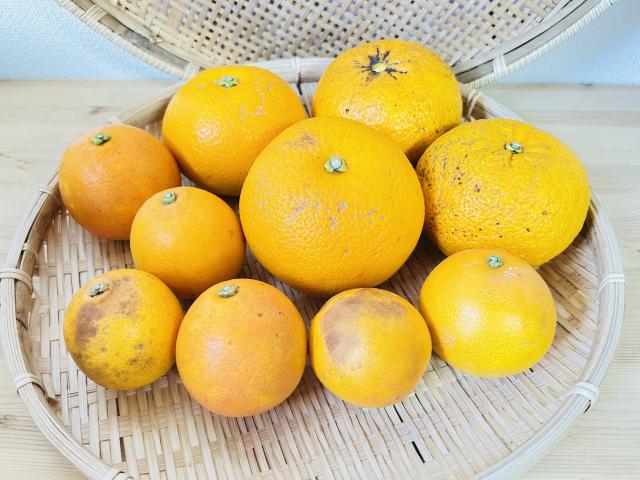 【送料無料】旬の柑橘3種食べ比べセット2.1kg前後