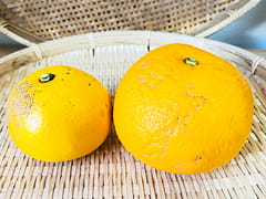 【単品】自然栽培紅八朔700g前後