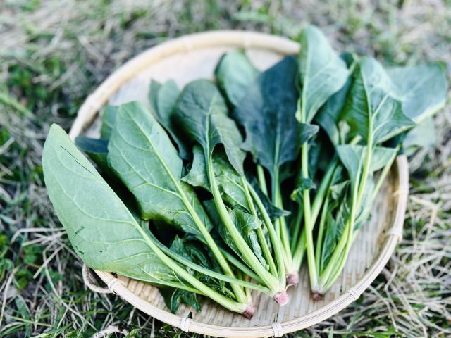 瀬野さんの自然栽培ほうれん草200ｇ