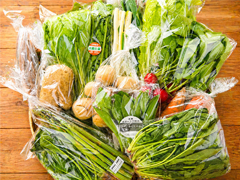 朝霧の野菜Lセット