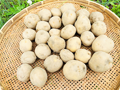 埼玉県産自然農法男爵いも3kg