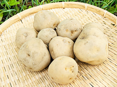 埼玉県産自然農法男爵いも1kg