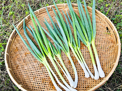 自然栽培青ネギ200g