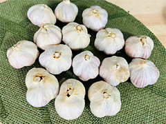 【特売】自然栽培・紫にんにくLMサイズ500g