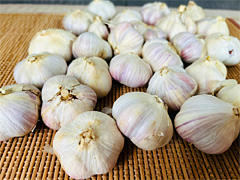 【特売】自然栽培・紫にんにくLMサイズ1kg