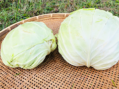 木寺さんの訳あり自然栽培キャベツ3kg前後