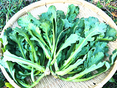 自然栽培春菊150g