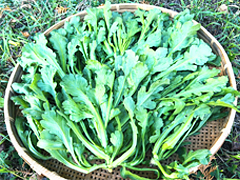 自然栽培春菊600g